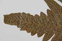 網脈雙蓋蕨藏品圖，第5張