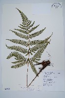 臺灣鱗毛蕨藏品圖，第1張