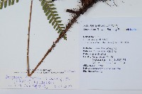 臺灣鱗毛蕨藏品圖，第2張