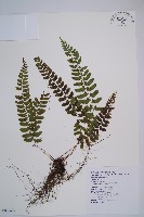 紅苞蹄蓋蕨藏品圖，第1張