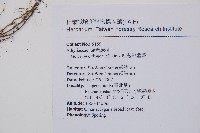 紅苞蹄蓋蕨藏品圖，第2張