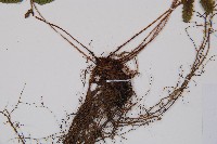 紅苞蹄蓋蕨藏品圖，第3張