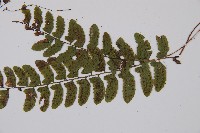 紅苞蹄蓋蕨藏品圖，第4張