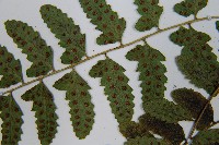 紅苞蹄蓋蕨藏品圖，第6張