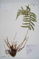 黑鱗耳蕨藏品圖，第1張