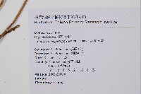 黑鱗耳蕨藏品圖，第2張