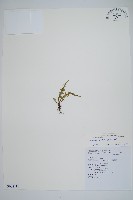 蒿蕨藏品圖，第1張