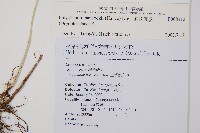韓氏耳蕨藏品圖，第2張