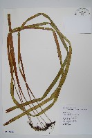 垂葉書帶蕨藏品圖，第1張