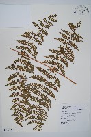 刺柄碗蕨藏品圖，第1張