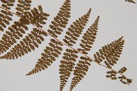 刺柄碗蕨藏品圖，第3張