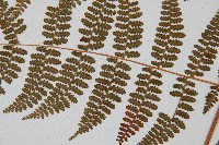 刺柄碗蕨藏品圖，第4張