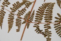 刺柄碗蕨藏品圖，第5張