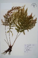 毛桿蕨藏品圖，第1張