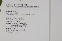 排灣三叉蕨藏品圖，第2張