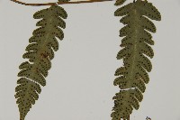 排灣三叉蕨藏品圖，第3張