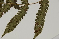 排灣三叉蕨藏品圖，第4張