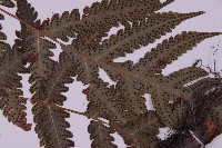 排灣三叉蕨藏品圖，第5張