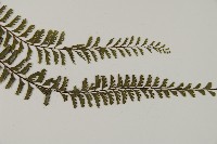鞭葉鐵線蕨藏品圖，第3張