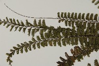 鞭葉鐵線蕨藏品圖，第4張