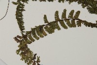 鞭葉鐵線蕨藏品圖，第5張