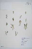 台灣桫欏藏品圖，第1張