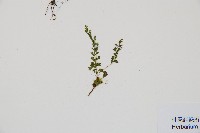 台灣桫欏藏品圖，第3張