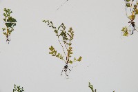 台灣桫欏藏品圖，第4張