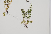 台灣桫欏藏品圖，第5張