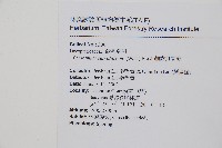 細齒貫眾蕨藏品圖，第2張