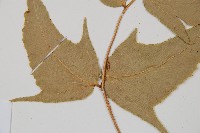 細齒貫眾蕨藏品圖，第4張