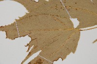 細齒貫眾蕨藏品圖，第5張