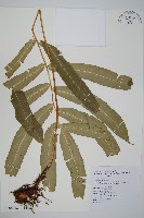 大頂羽鱗毛蕨藏品圖，第1張