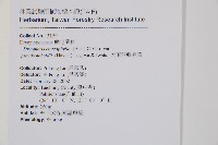 大頂羽鱗毛蕨藏品圖，第2張