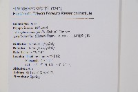大頂羽鱗毛蕨藏品圖，第2張