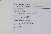 槭葉石葦藏品圖，第2張