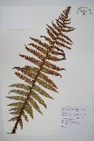 瓦氏鱗毛蕨藏品圖，第1張