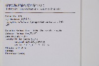 瓦氏鱗毛蕨藏品圖，第2張