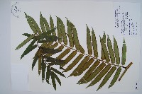 觀音座蓮藏品圖，第1張