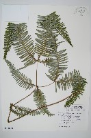 蔓芒萁藏品圖，第1張