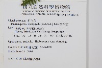 蔓芒萁藏品圖，第2張