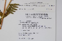 傅氏鳳尾蕨藏品圖，第2張
