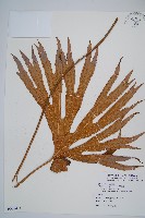 雙扇蕨藏品圖，第1張