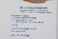 雙扇蕨藏品圖，第2張