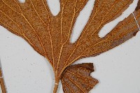 雙扇蕨藏品圖，第3張