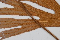 雙扇蕨藏品圖，第4張