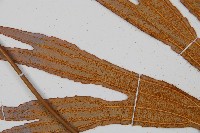 雙扇蕨藏品圖，第5張