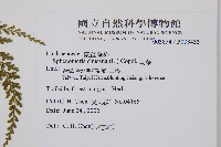 烏蕨藏品圖，第2張