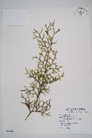 過山龍藏品圖，第1張