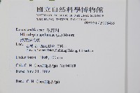 熱帶鱗蓋蕨藏品圖，第2張